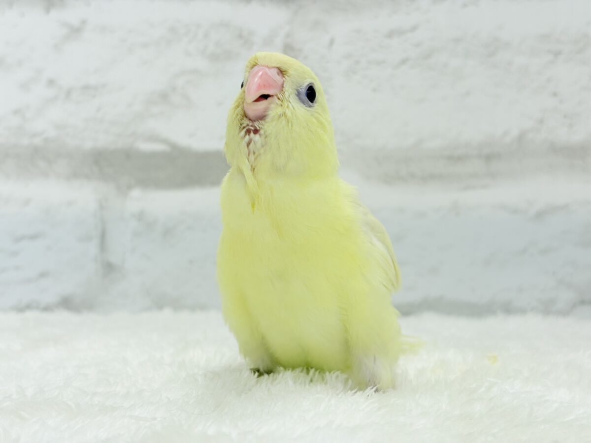 サザナミインコ
