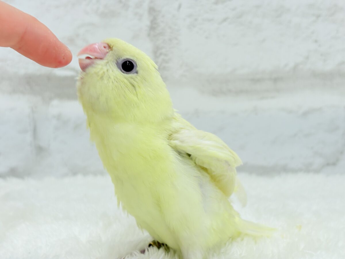 サザナミインコ