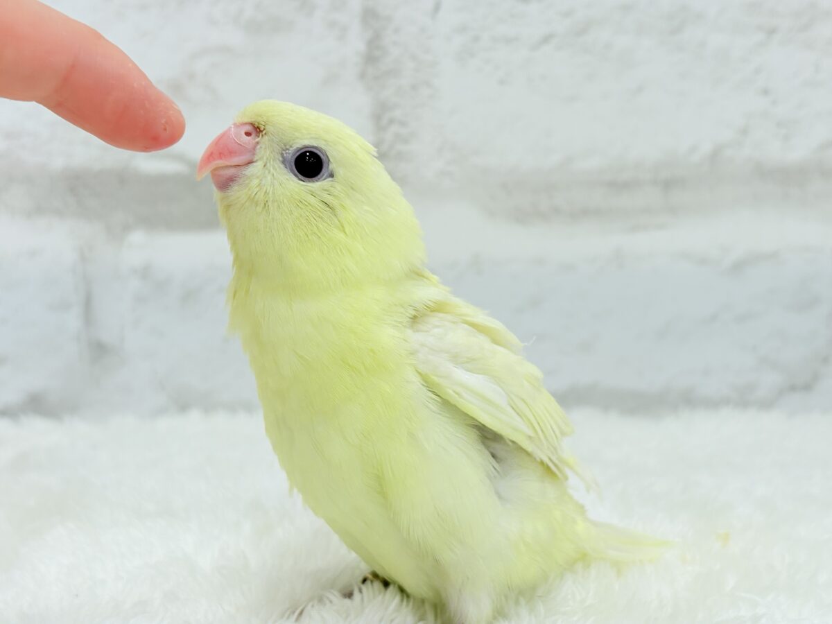 サザナミインコ