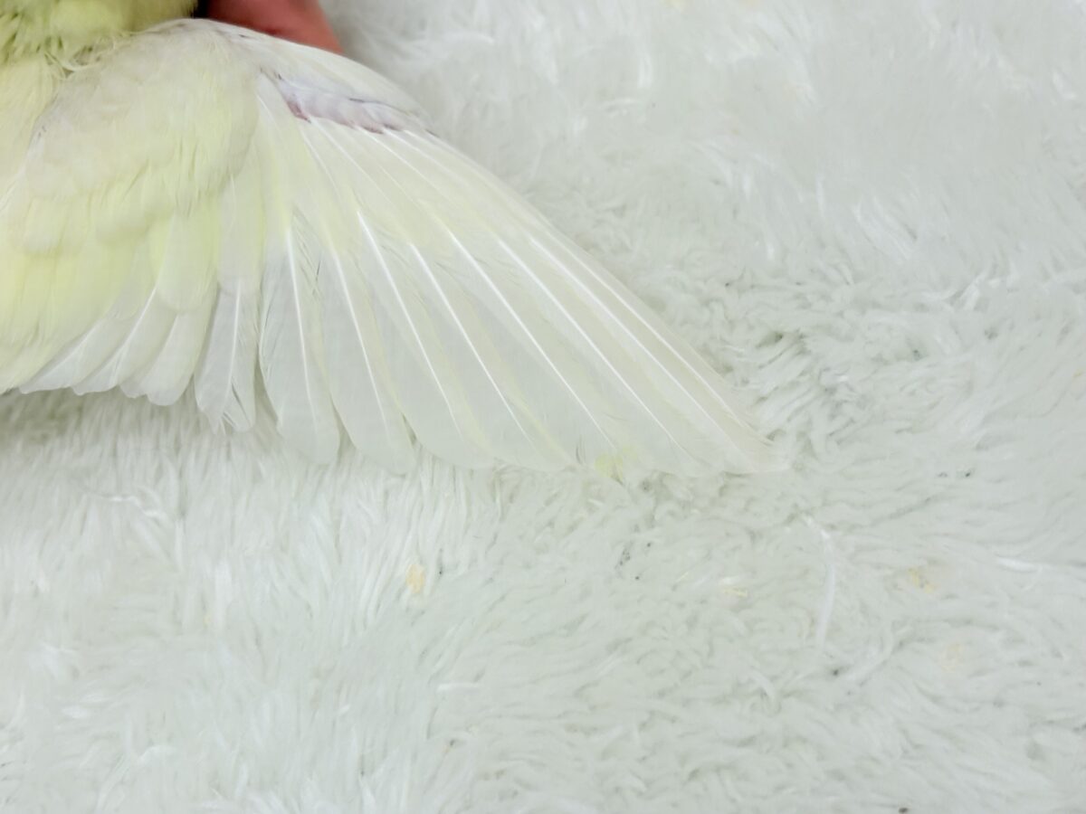 サザナミインコ