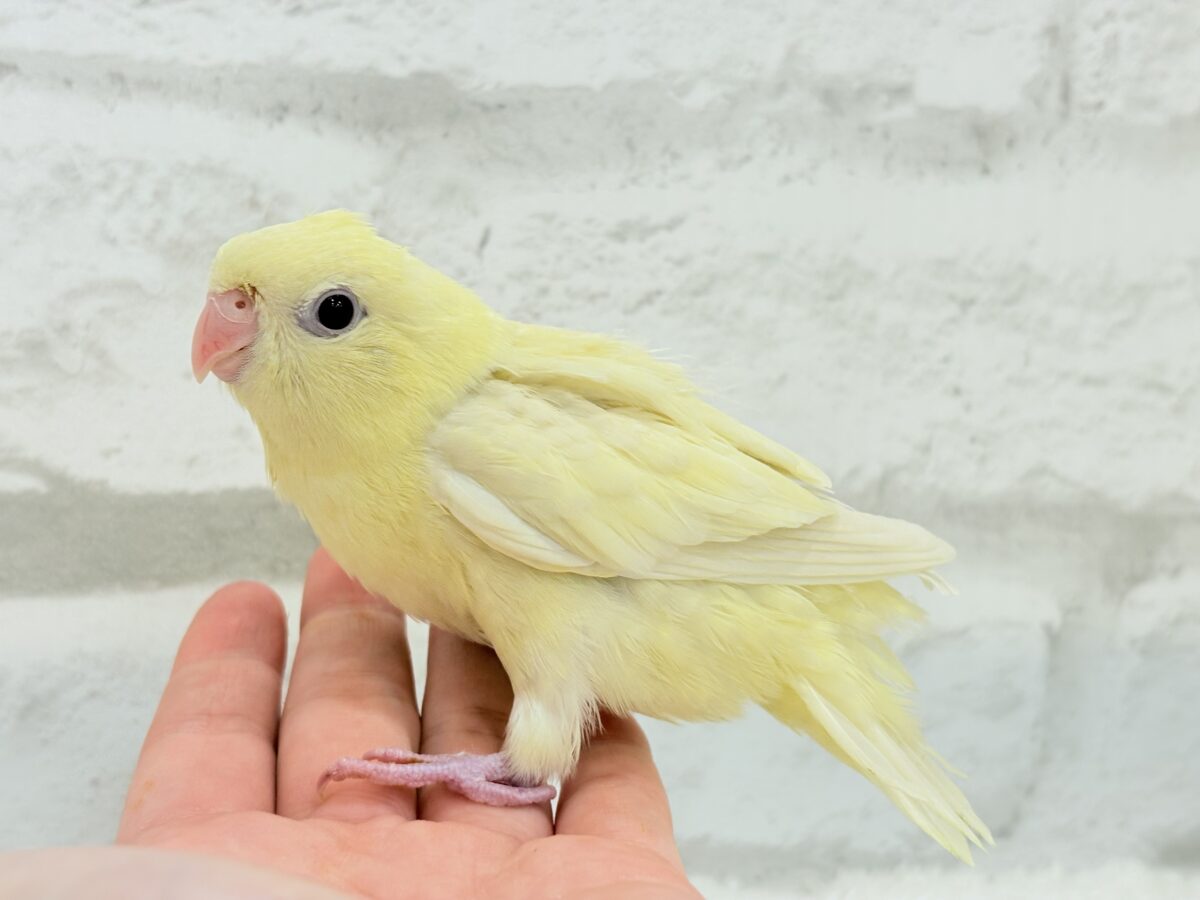 サザナミインコ