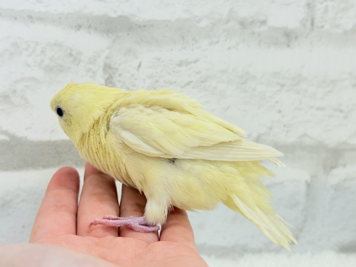 サザナミインコ