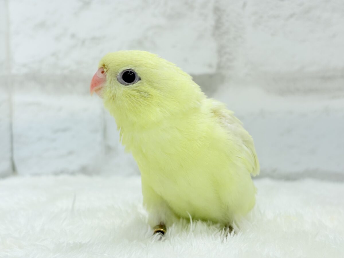 サザナミインコ
