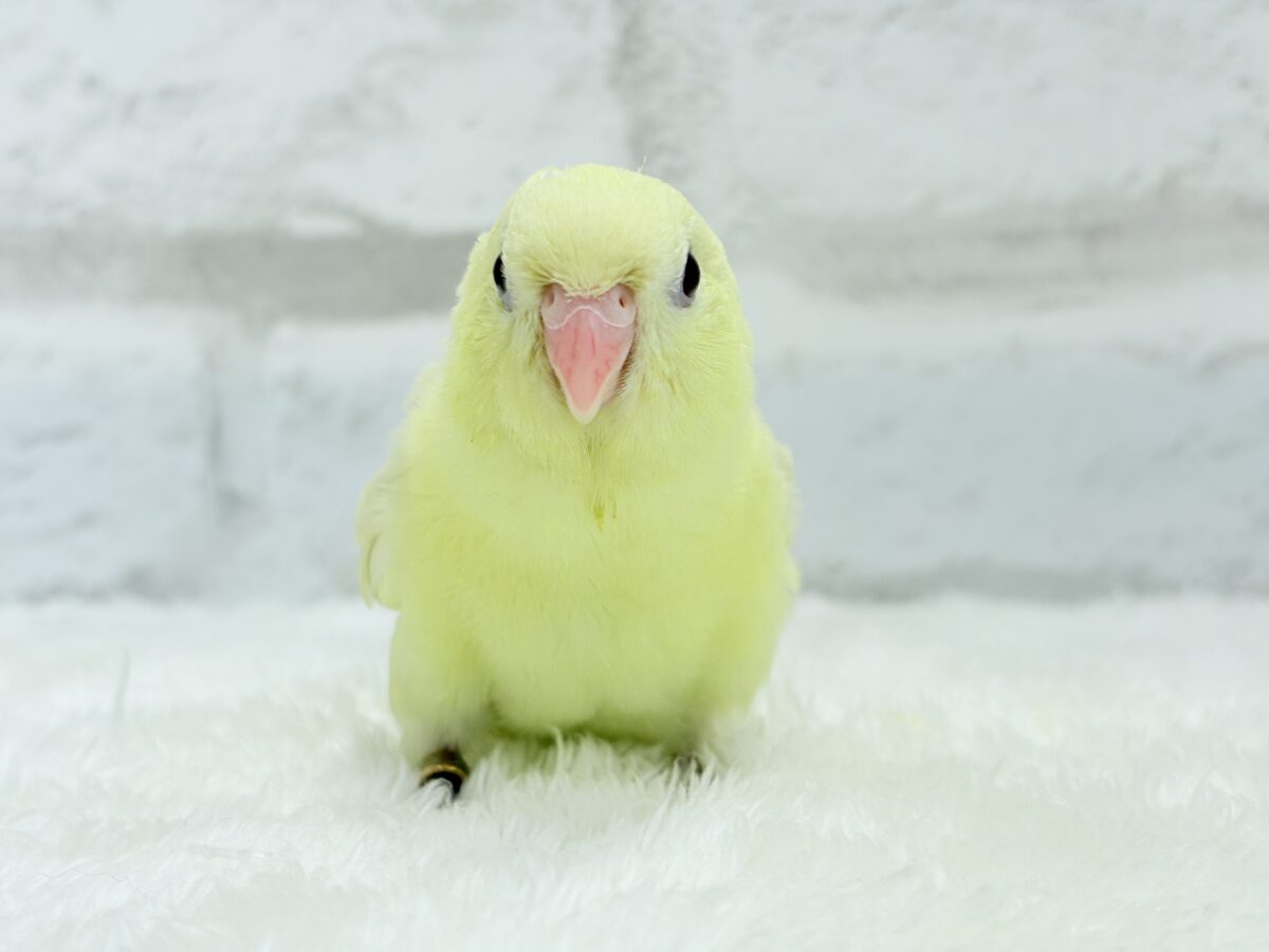 サザナミインコ