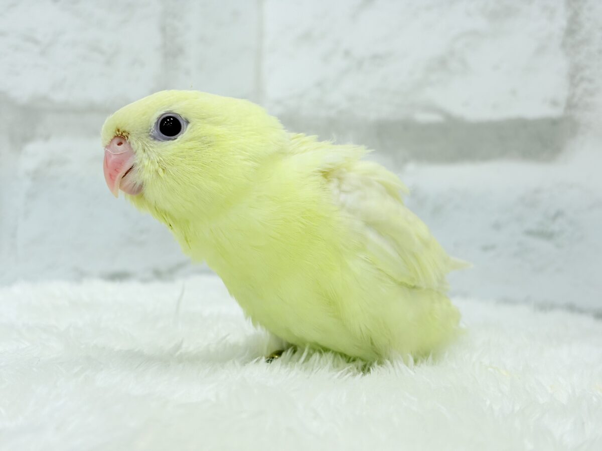 サザナミインコ