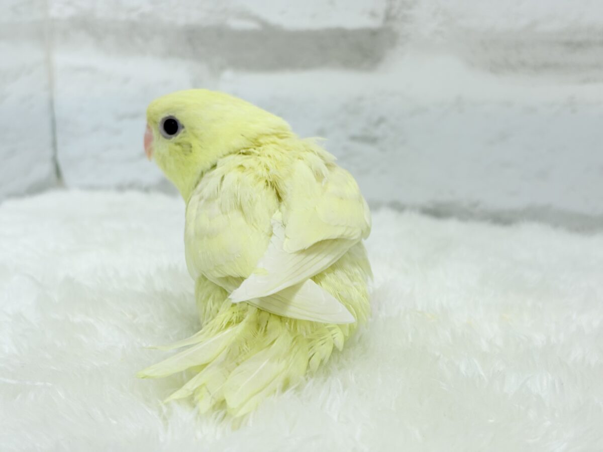 サザナミインコ