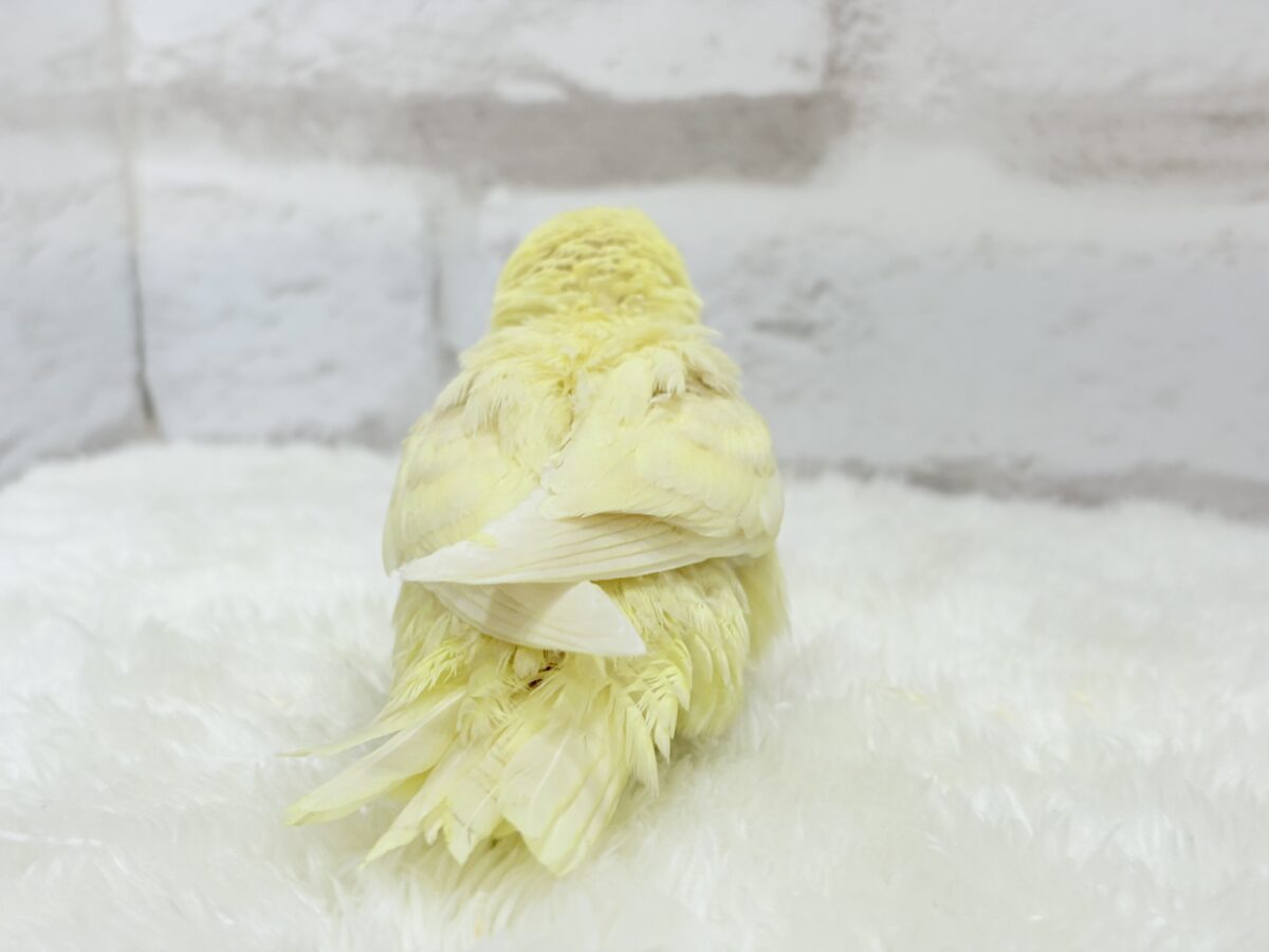 サザナミインコ