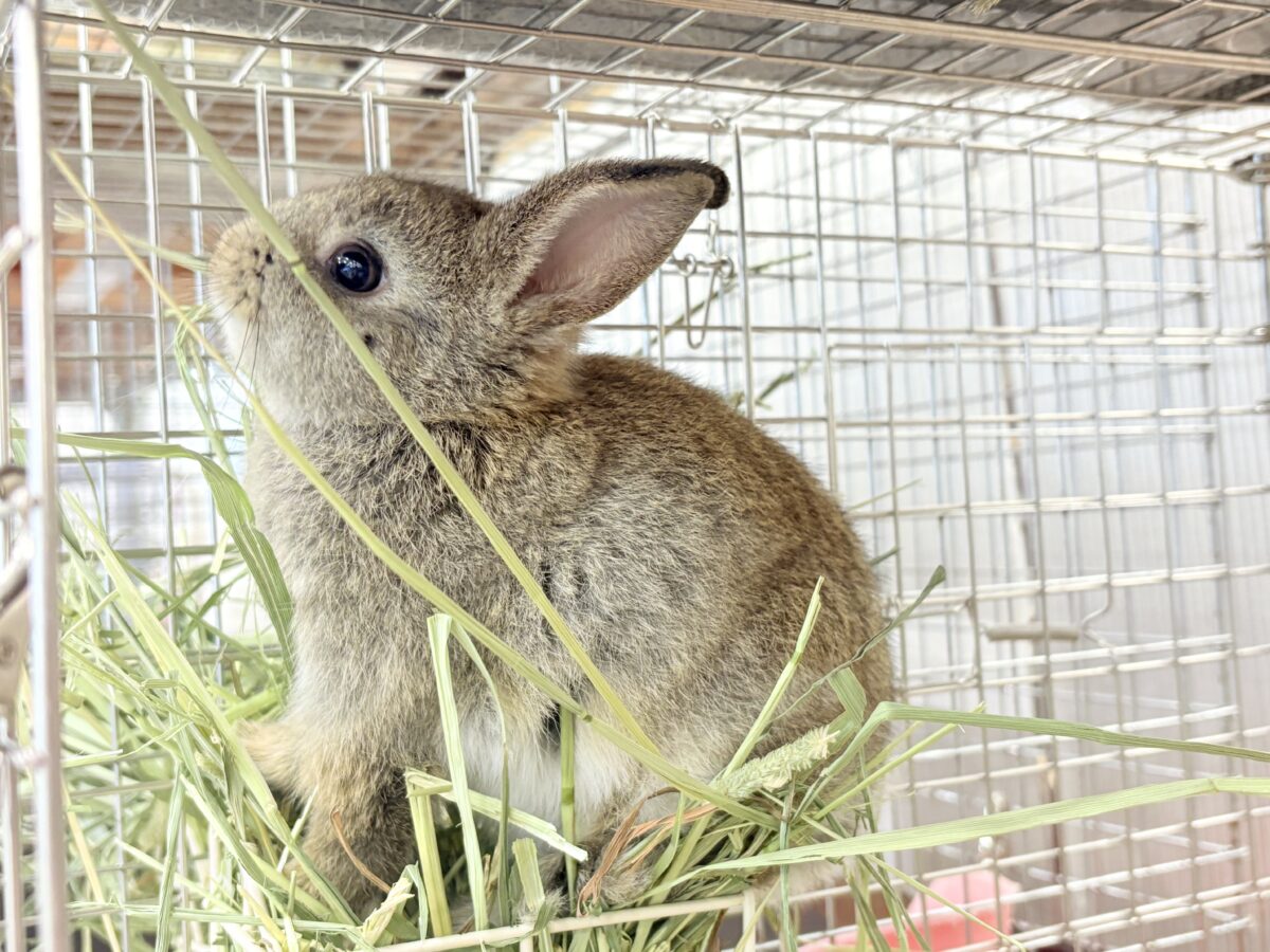 ネザーランドドワーフ