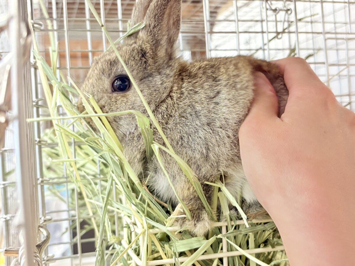 ネザーランドドワーフ