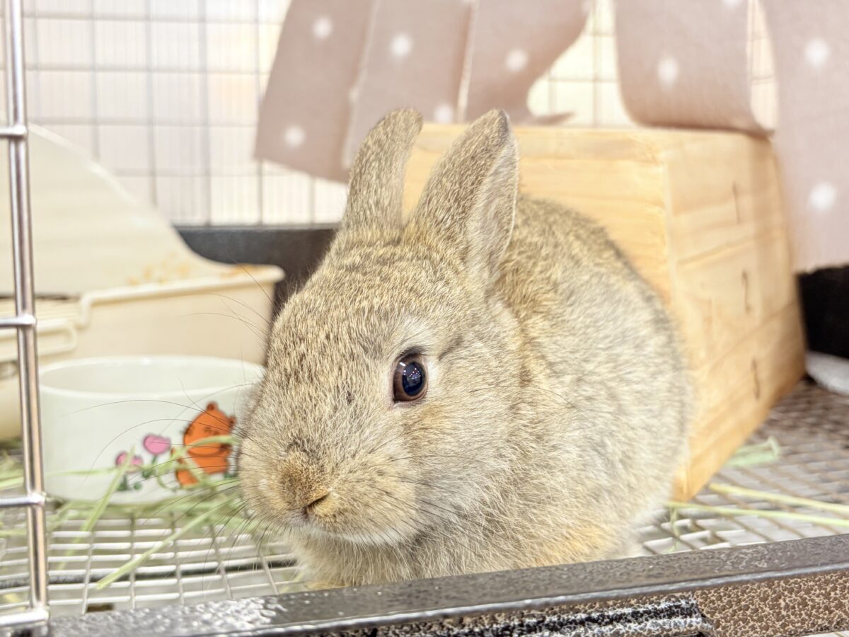 ネザーランドドワーフ