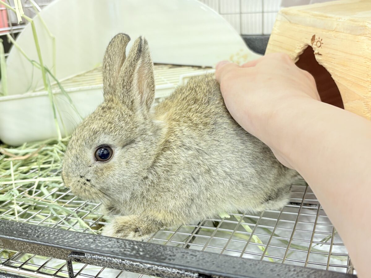 ネザーランドドワーフ