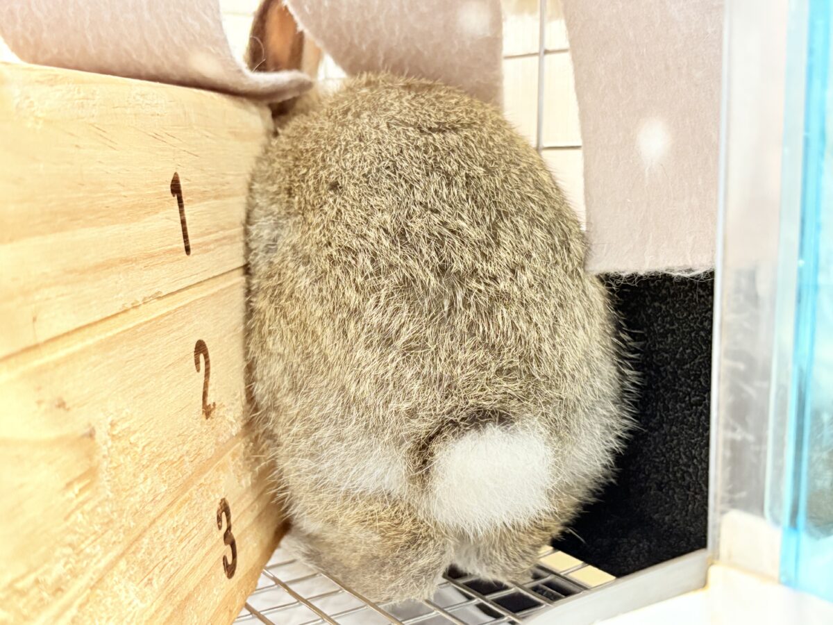 ネザーランドドワーフ