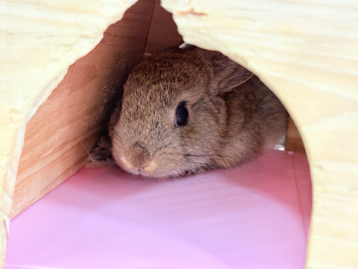 ネザーランドドワーフ