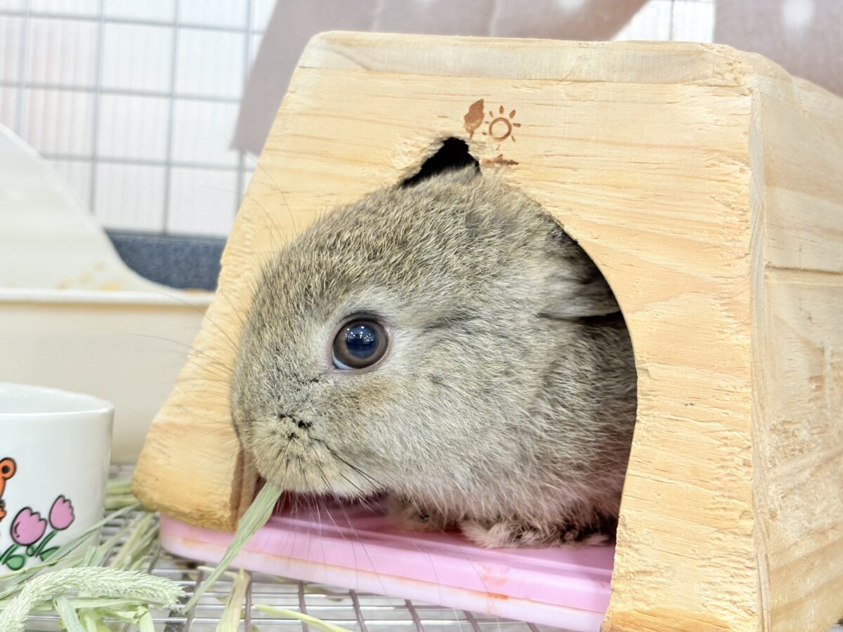 ネザーランドドワーフ