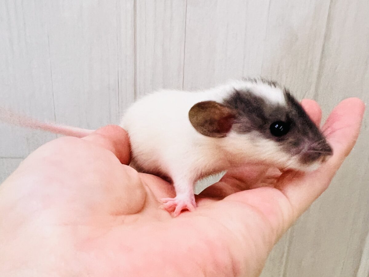 ファンシーラット