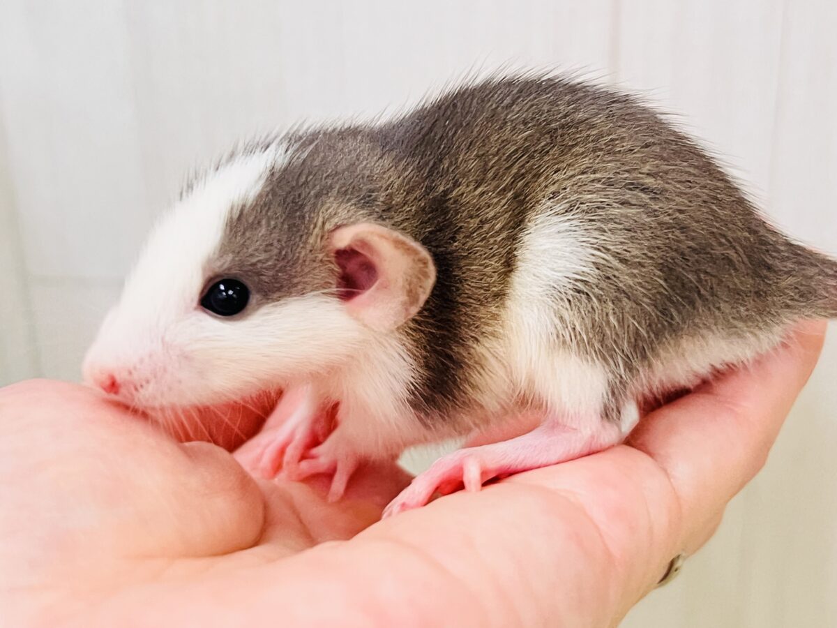 ファンシーラット