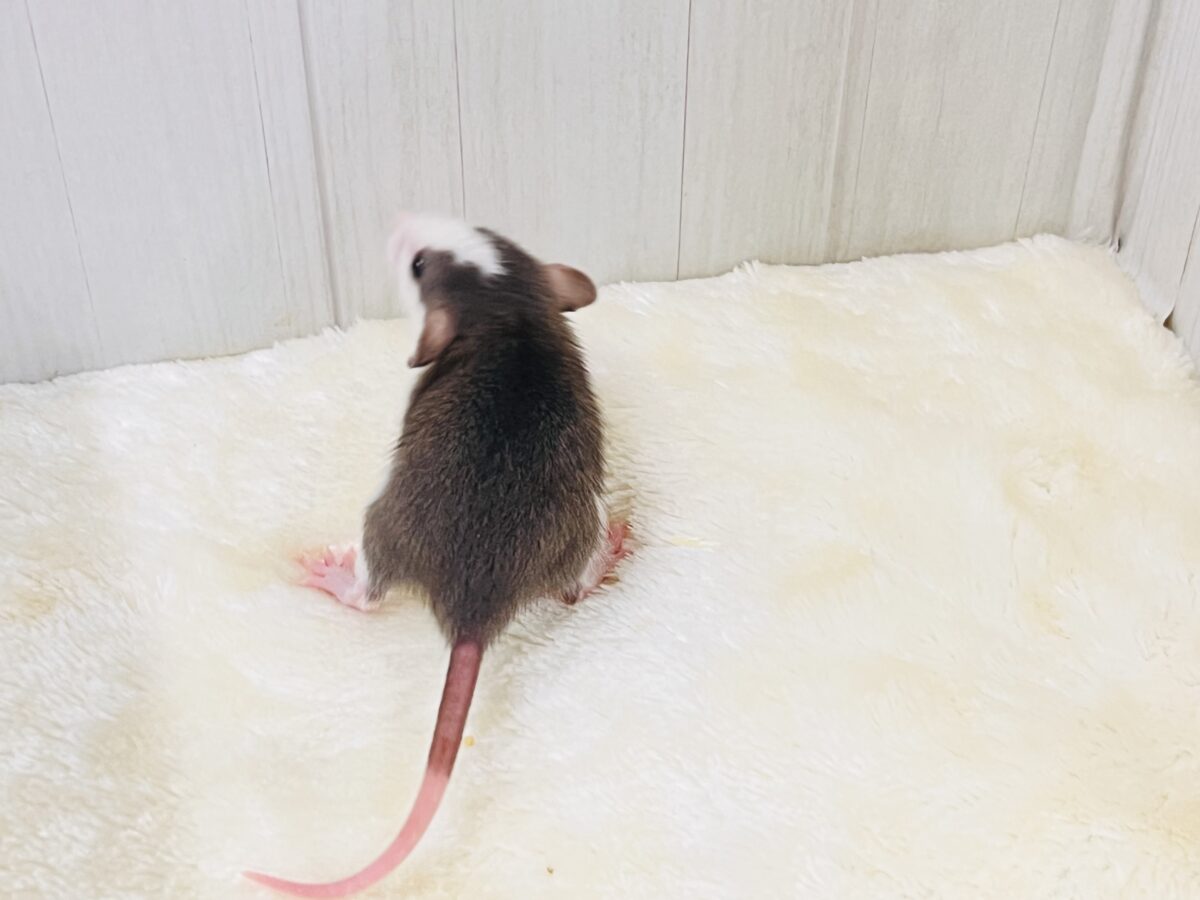 まだミルクが大好き🍼ハチワレ頭のバブちゃん🩷ファンシーラットのハスキー君🐭 ファンシーラット