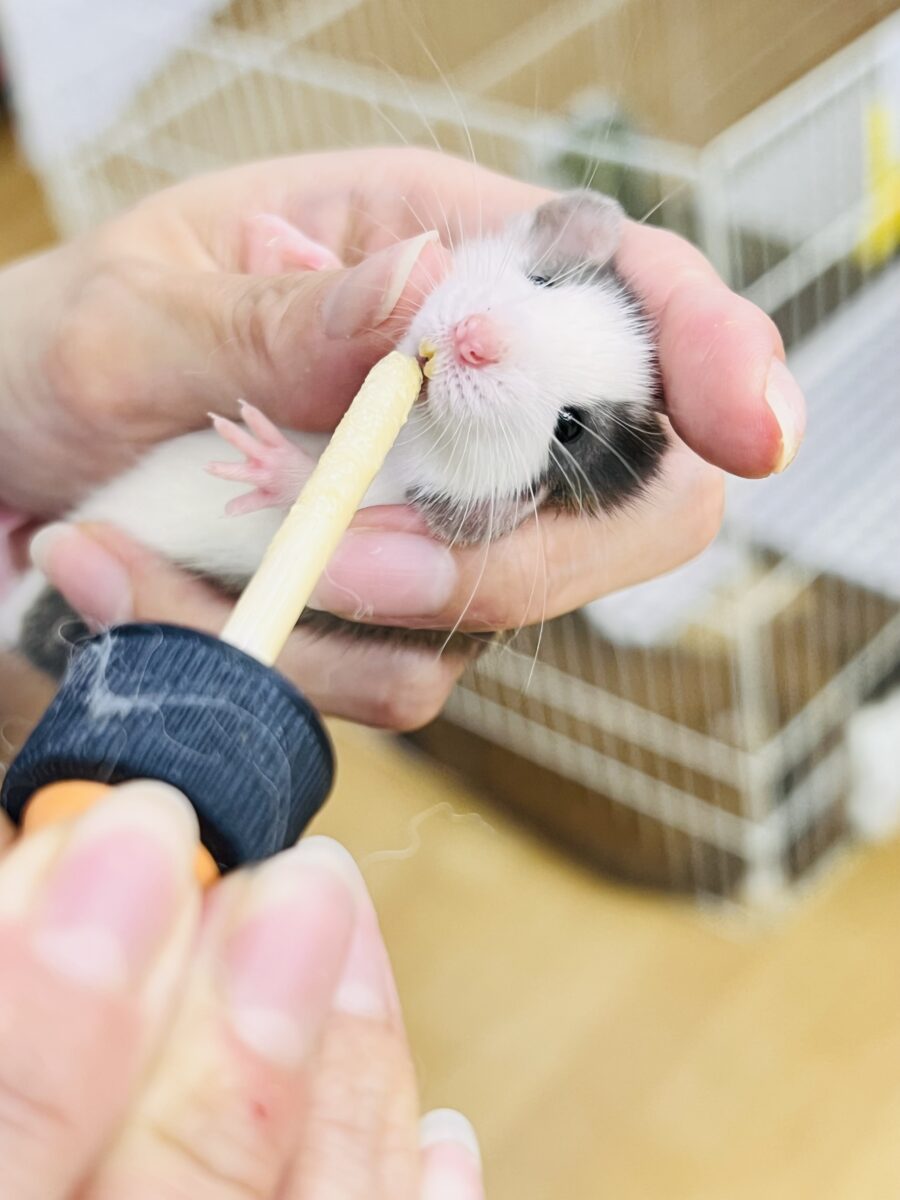まだミルクが大好き🍼ハチワレ頭のバブちゃん🩷ファンシーラットのハスキー君🐭 ファンシーラット