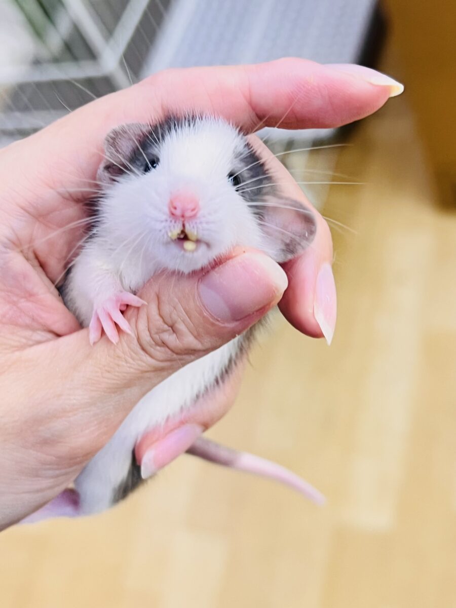 まだミルクが大好き🍼ハチワレ頭のバブちゃん🩷ファンシーラットのハスキー君🐭