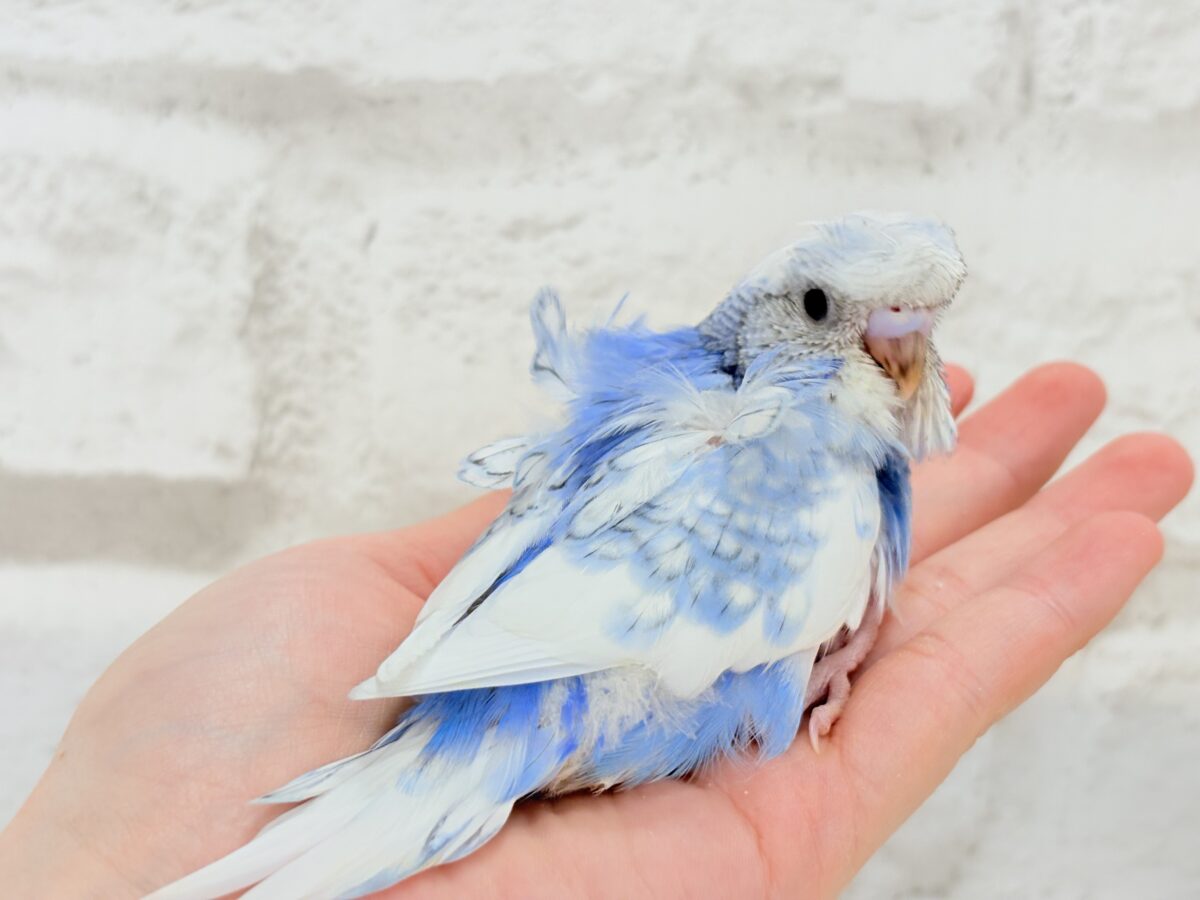 梵天セキセイインコ