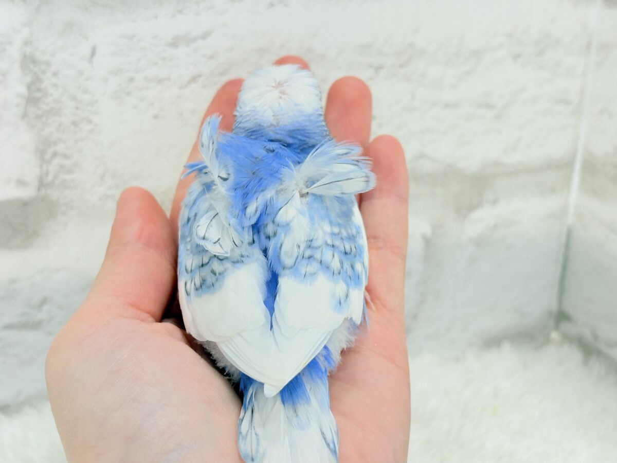 梵天セキセイインコ