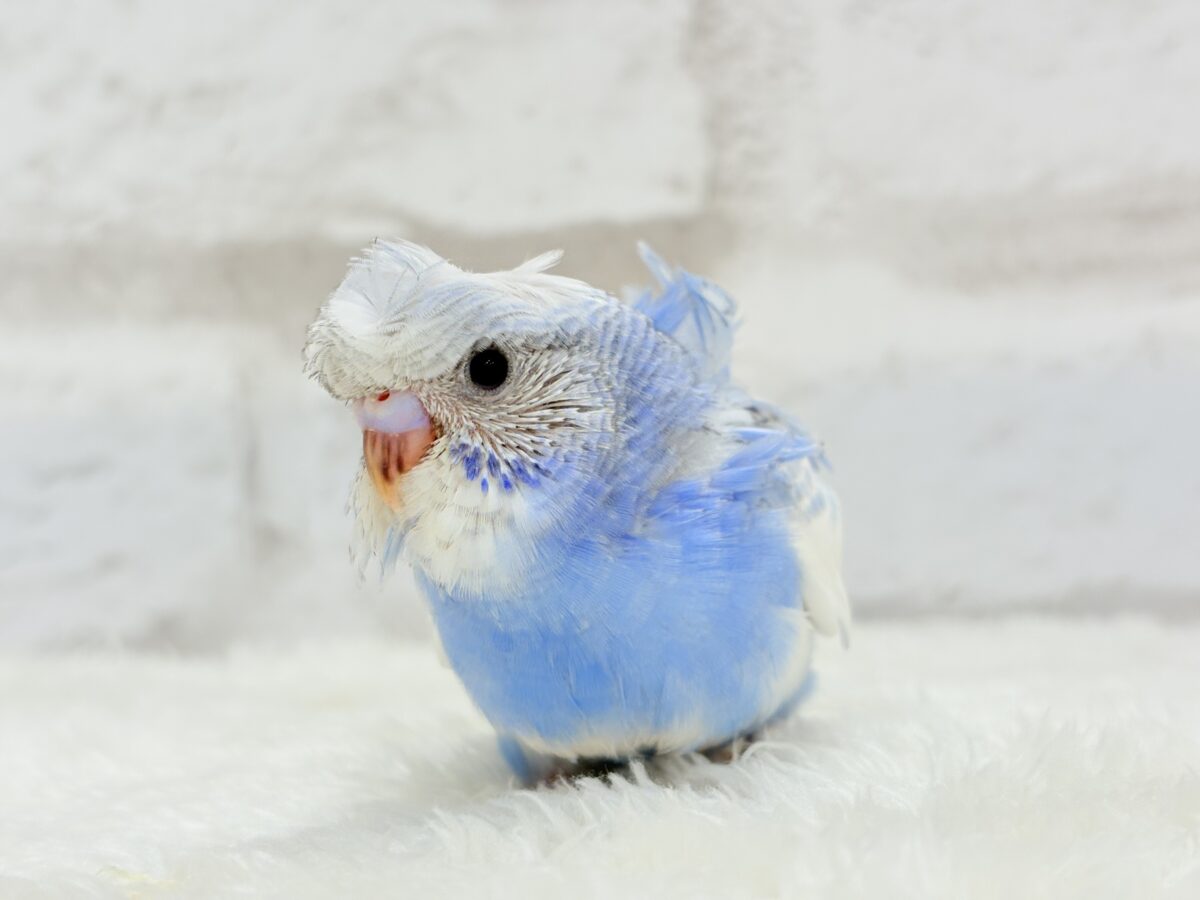 梵天セキセイインコ