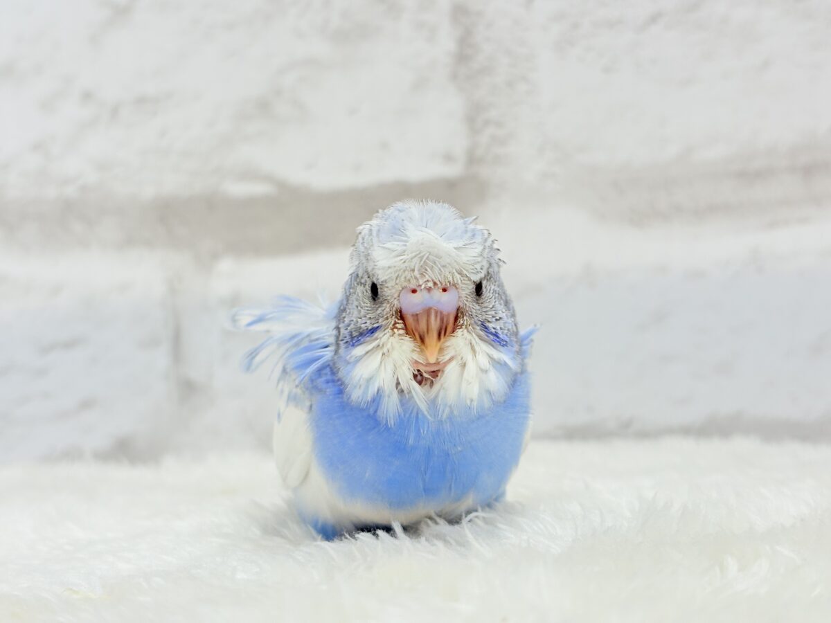 梵天セキセイインコ