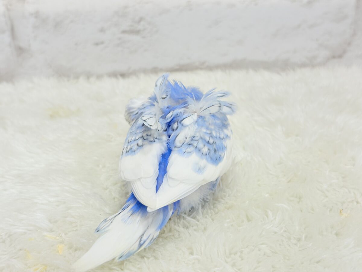 梵天セキセイインコ