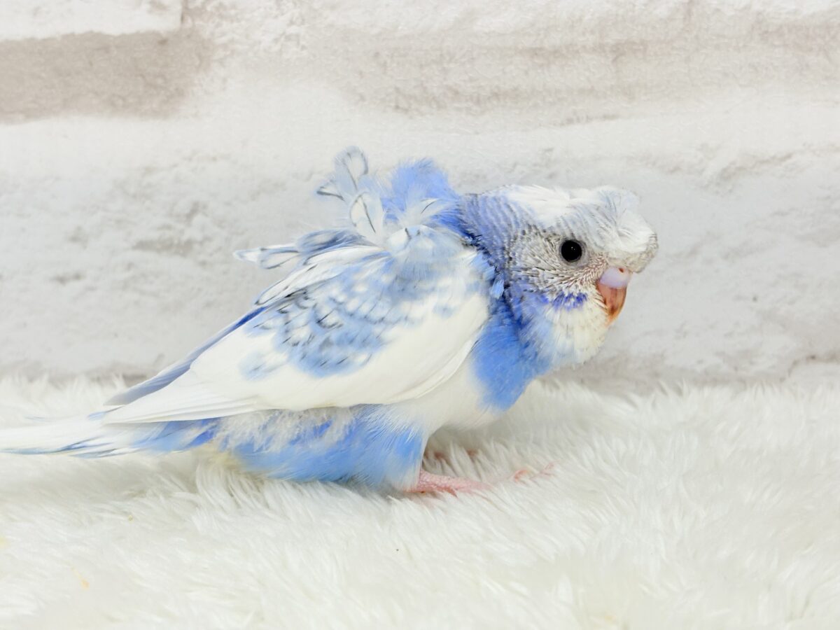 梵天セキセイインコ