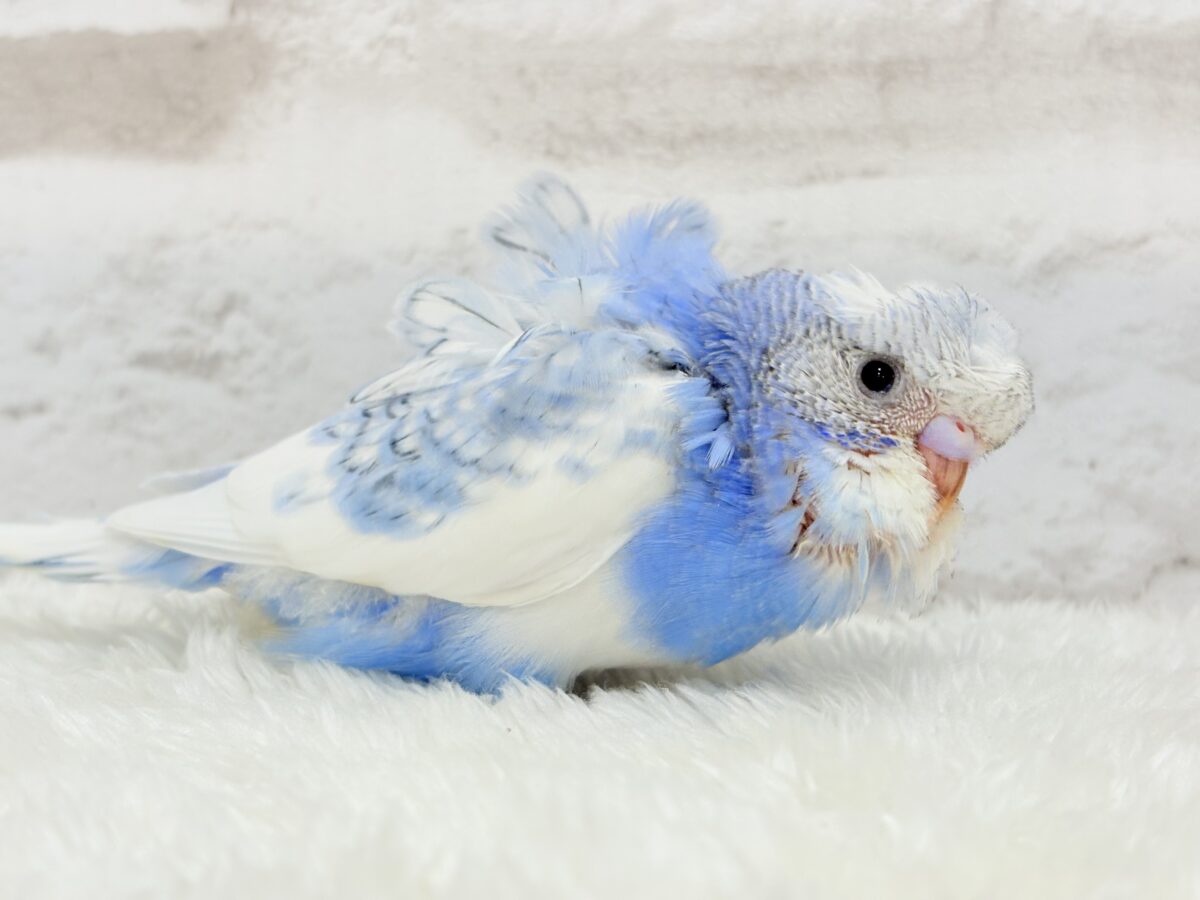 梵天セキセイインコ