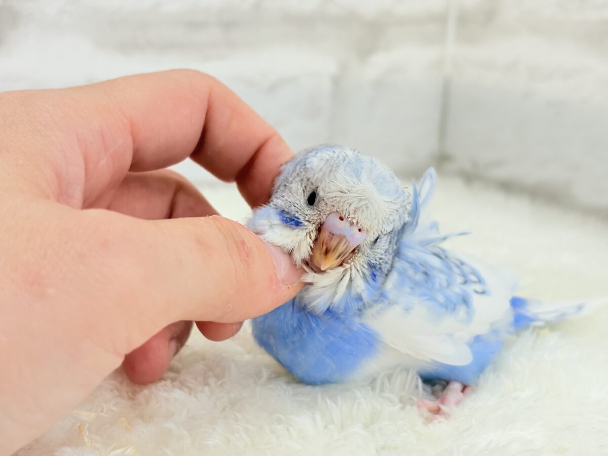 梵天セキセイインコ