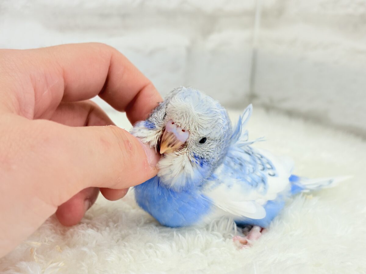 梵天セキセイインコ