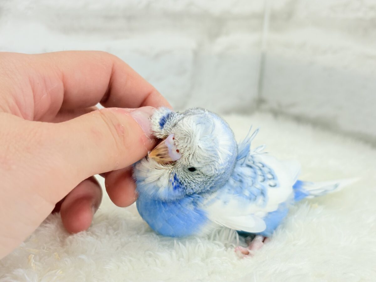 梵天セキセイインコ