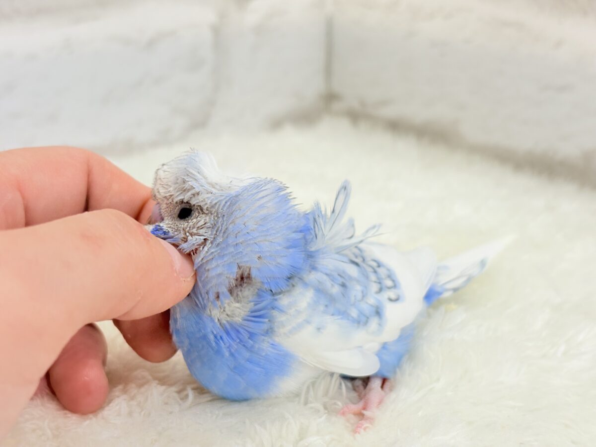 梵天セキセイインコ