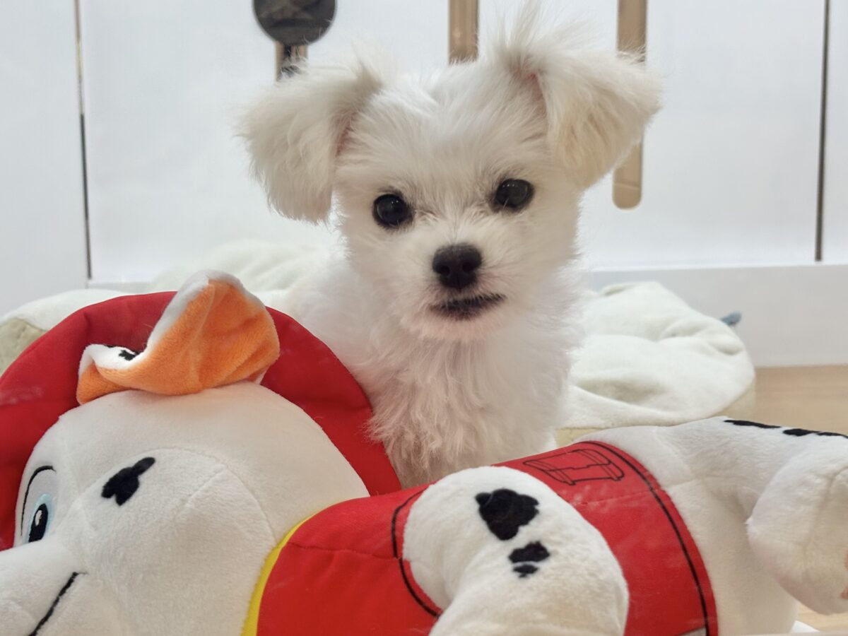 チワマル（マルチワ）