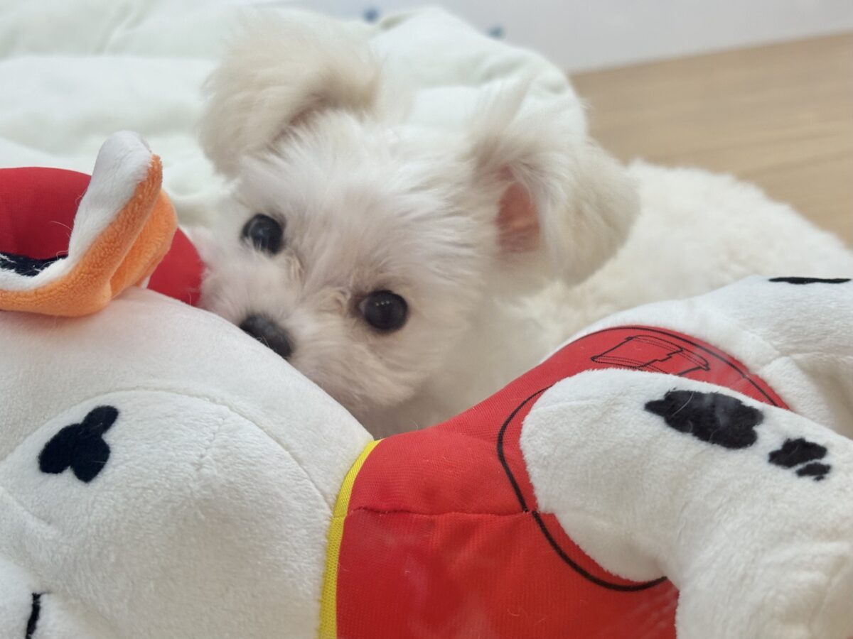 チワマル（マルチワ）