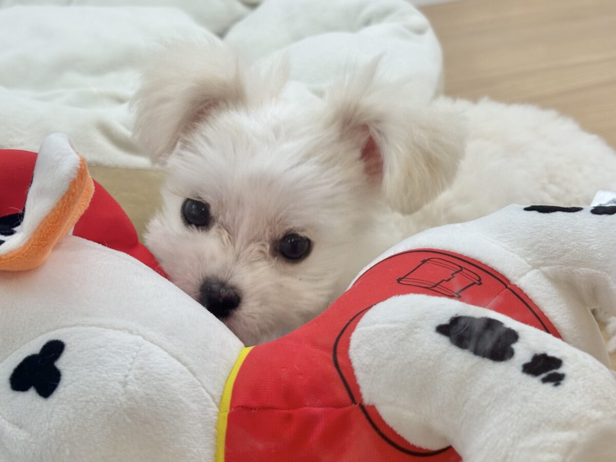 チワマル（マルチワ）
