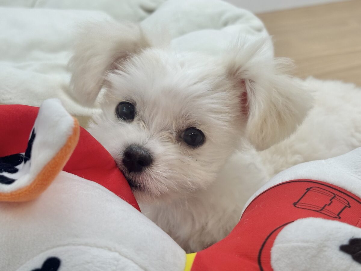 超ホヤホヤ最新画像✨アピール上手は私のこ〜と♥チワマルちゃん！