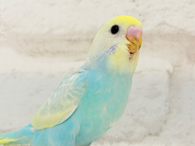 【最新画像更新🪄】アイドルフェイスにメッロメロ♡♥♡セキセイインコ(パステルレインボー) ヒナ