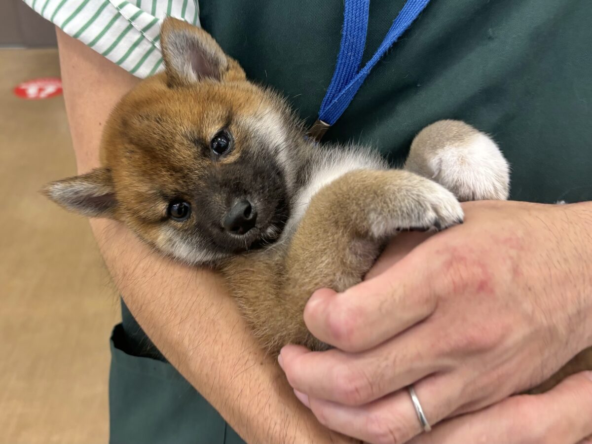 柴犬