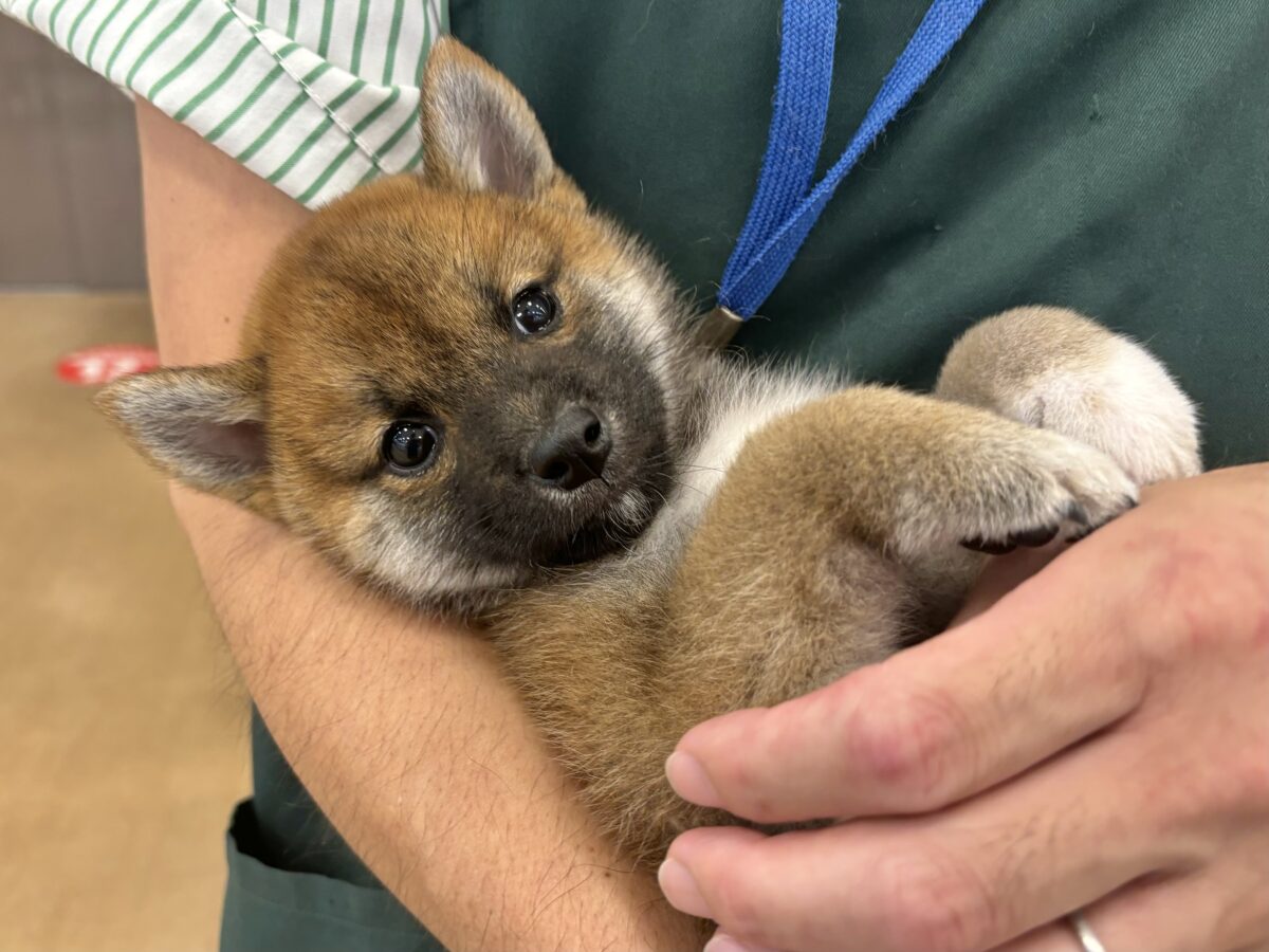 柴犬