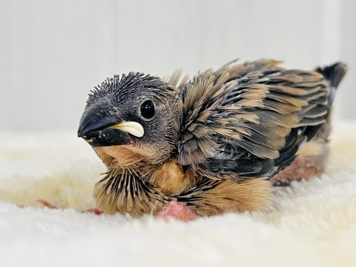 ついに解禁か⁉️真の桜文鳥🌸入舎しました！