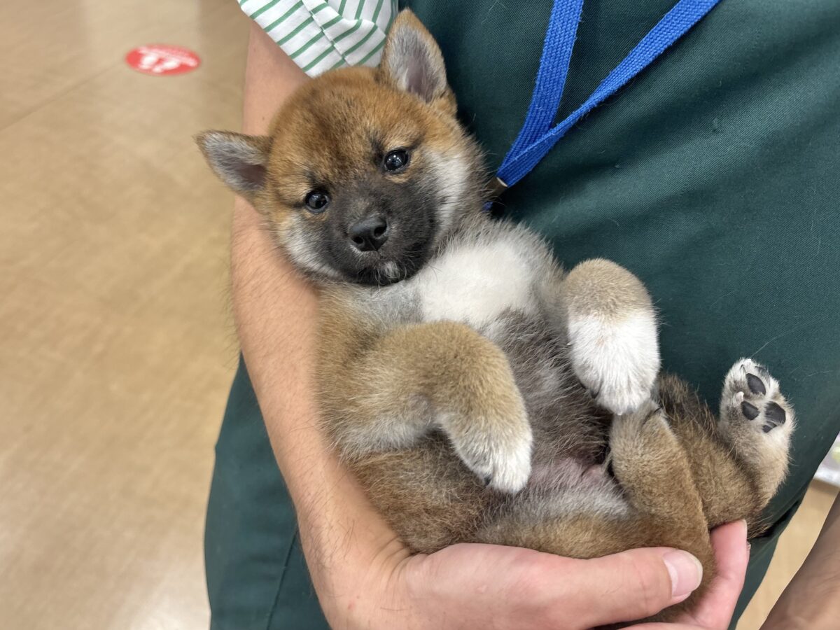 柴犬