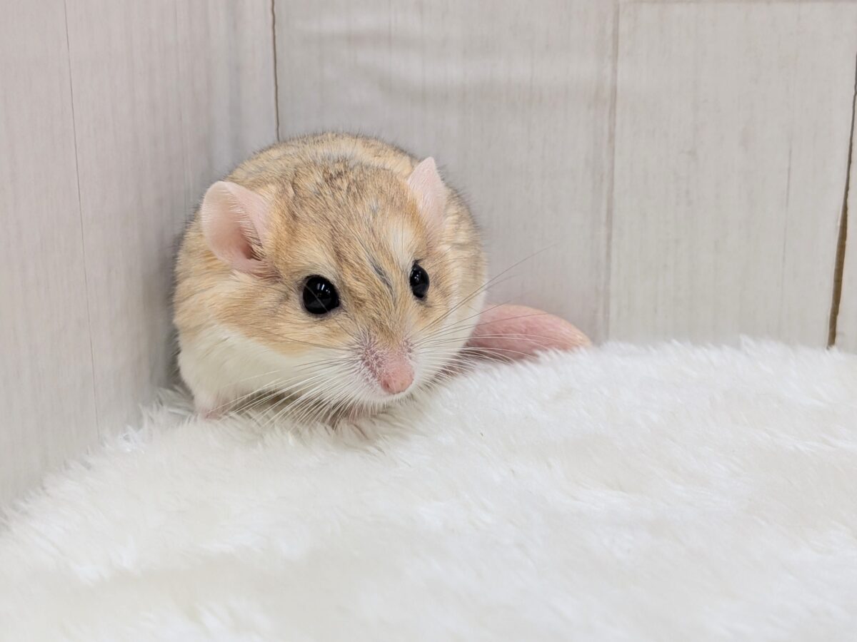 マカロニマウス（ファットテールジャービル、オブトアレチネズミ）