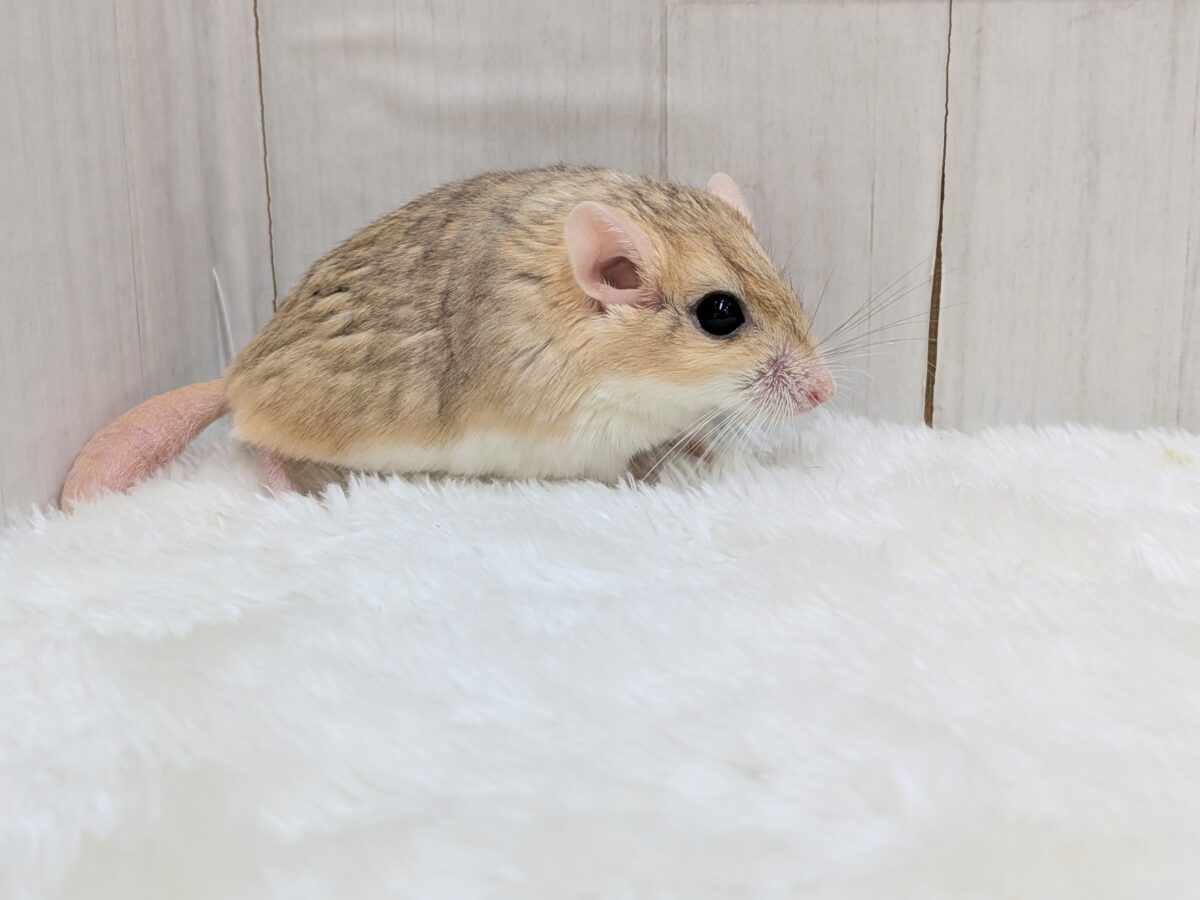 マカロニマウス（ファットテールジャービル、オブトアレチネズミ）