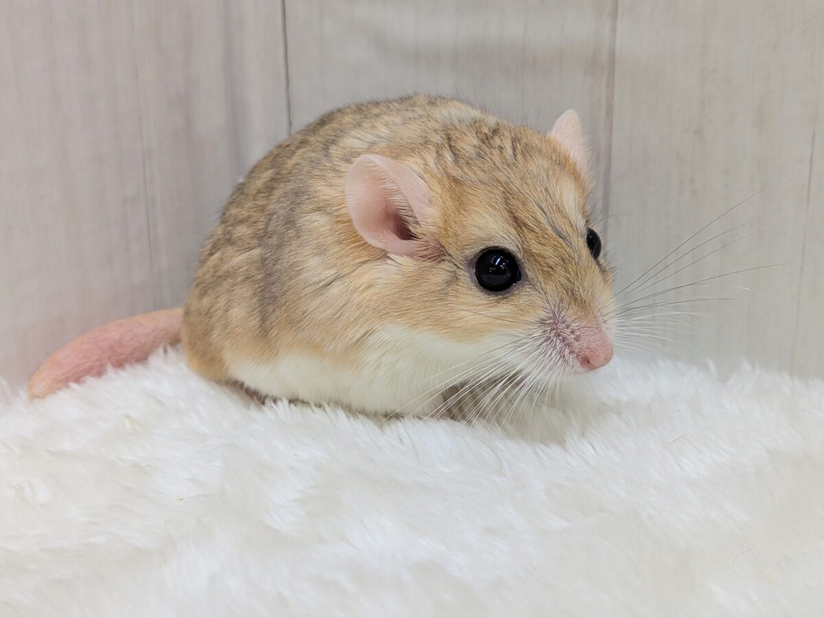 マカロニマウス（ファットテールジャービル、オブトアレチネズミ）