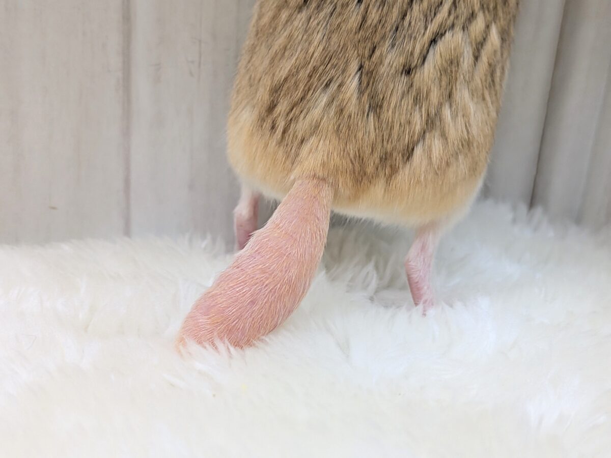 マカロニマウス（ファットテールジャービル、オブトアレチネズミ）