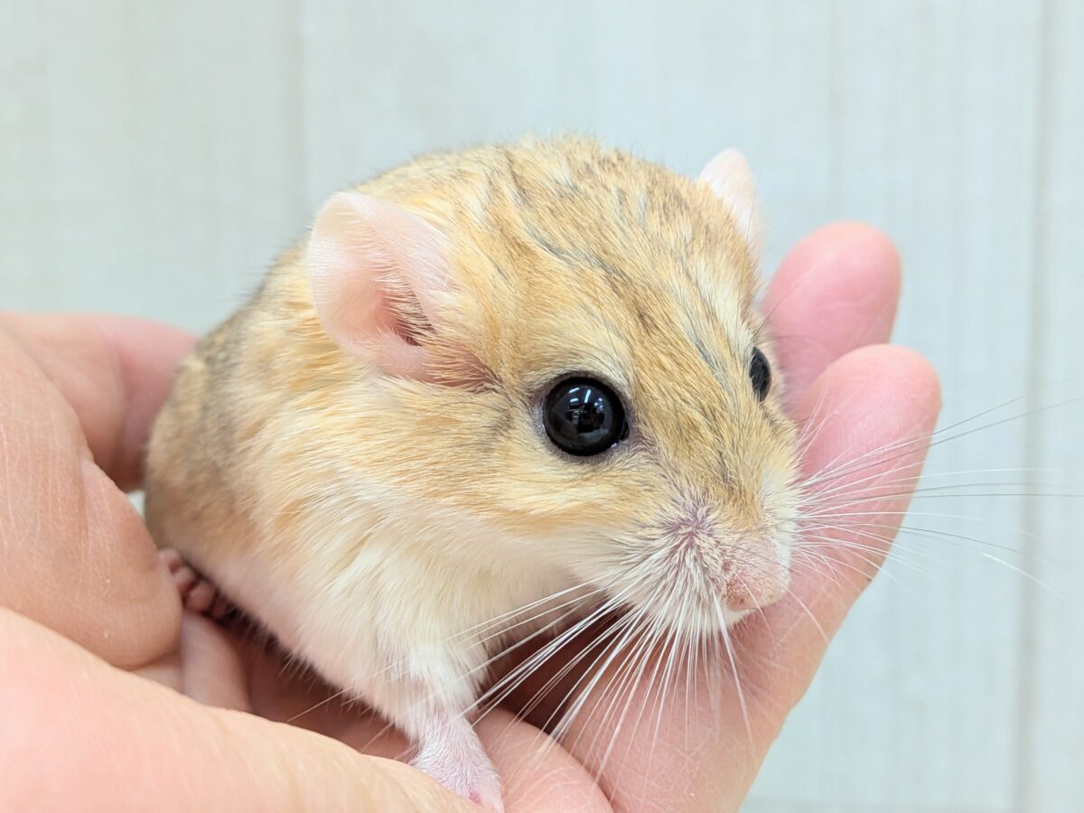 マカロニマウス（ファットテールジャービル、オブトアレチネズミ）