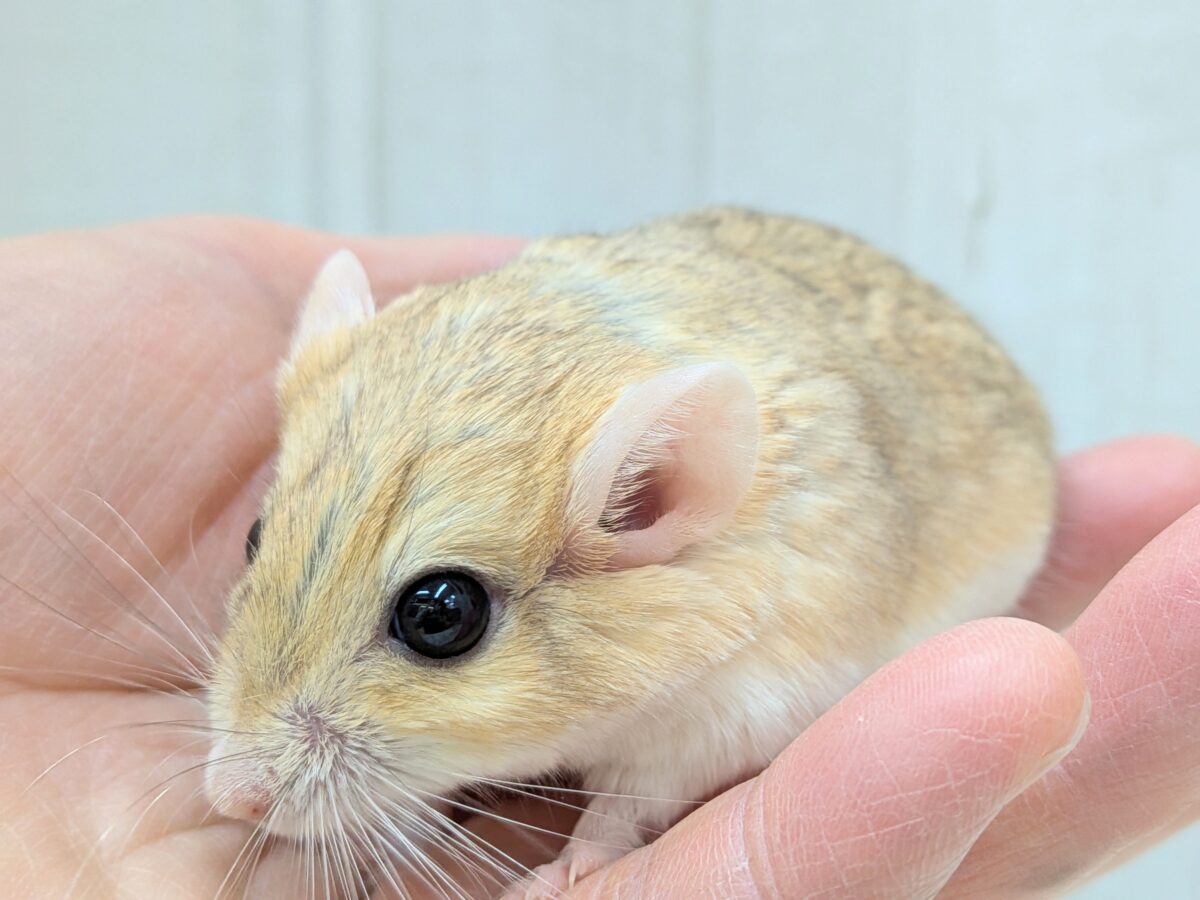 マカロニマウス（ファットテールジャービル、オブトアレチネズミ）
