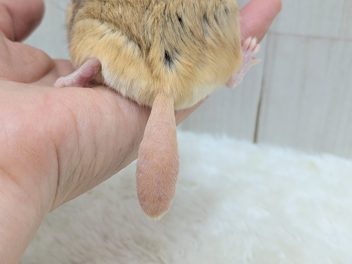 マカロニマウス（ファットテールジャービル、オブトアレチネズミ）
